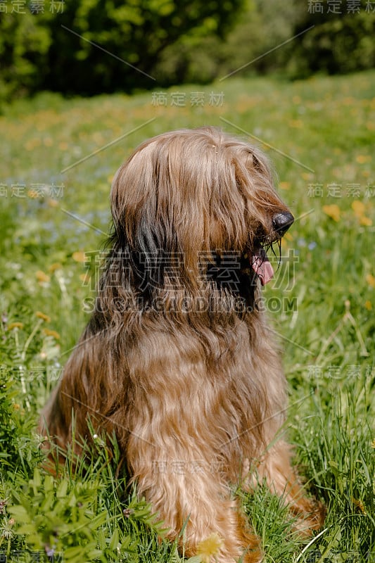 一只红色的牧羊犬，荆棘正在春天的草地上玩耍。