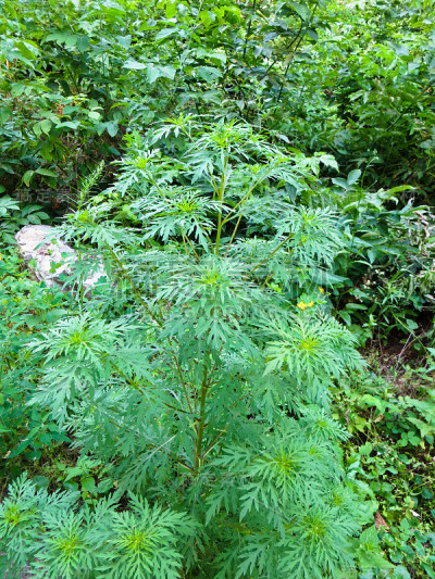 豚草，豚草属植物(豚草)