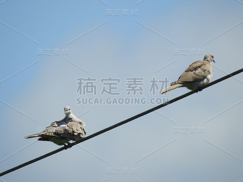 鸽子坐在电线上