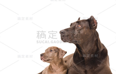 小狗和斗牛犬的肖像