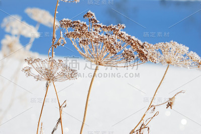 俄罗斯鄂木斯克地区，植物被雪覆盖