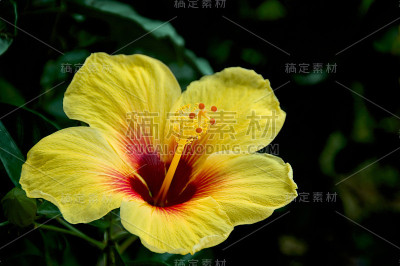 芙蓉