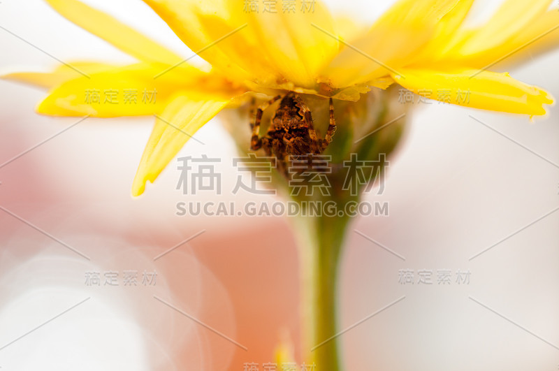 蜘蛛蜘蛛