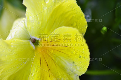 阳光小三色堇-三色堇花