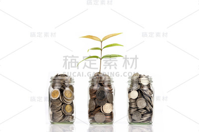 在白色背景上孤立的钱币瓶上生长着幼苗植物