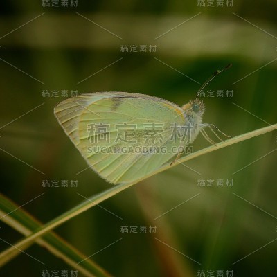 栖息