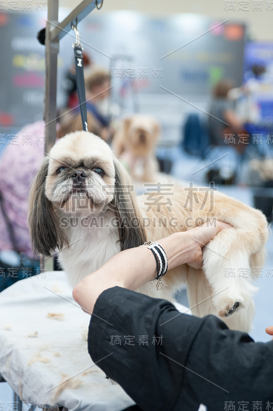 狗展上的西施犬，在桌子上梳理，有空间发短信