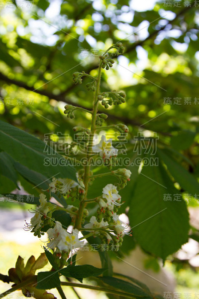 板栗花