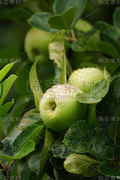 苹果被雨滴覆盖