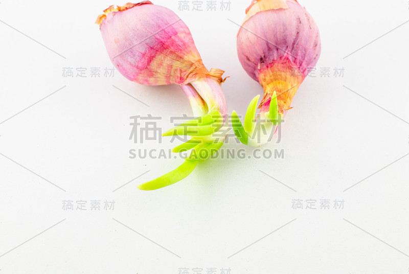 红色小洋葱