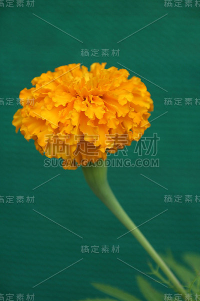 黄色的金盏花