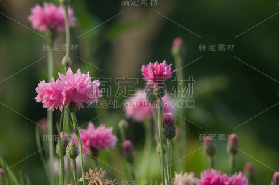 粉红色的康乃馨在花园里盛开