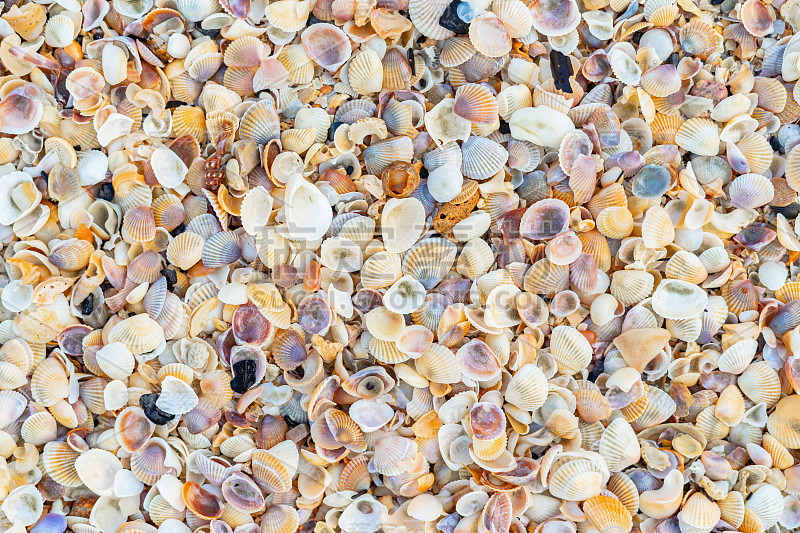 The beach is full of shells.