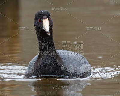在湖上