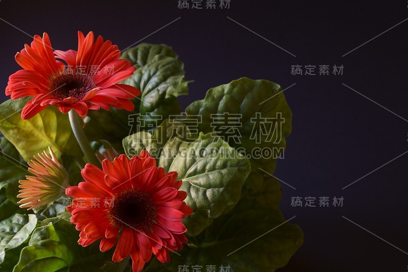 美丽的红色非洲菊花-巴伯顿雏菊，德兰士瓦雏菊，非洲菊