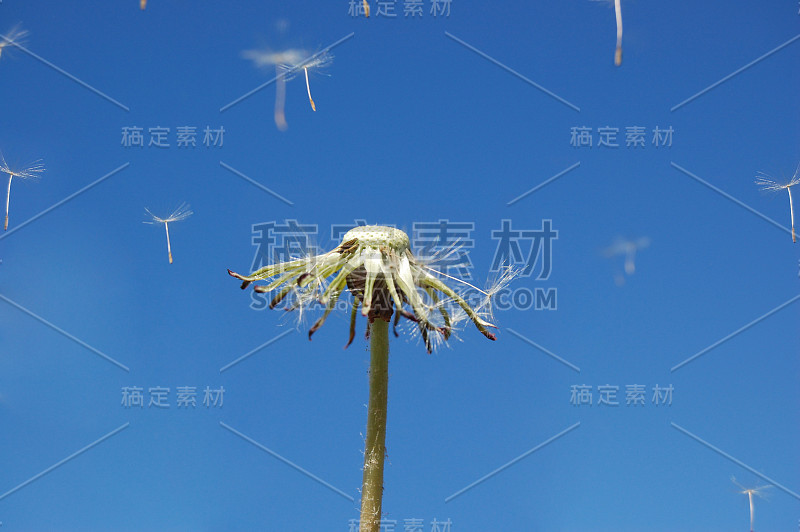 蒲公英