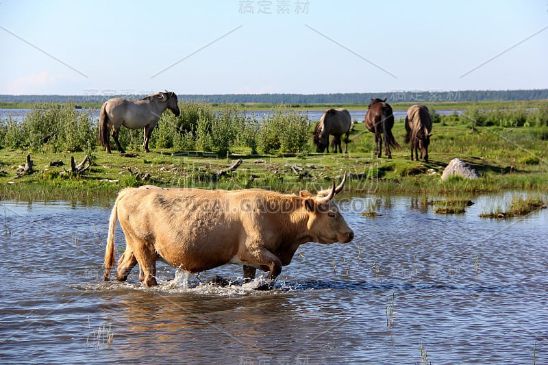 野牛和野马在恩格尔湖边的草地上吃草