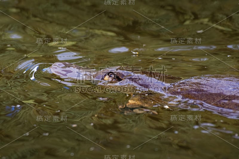 鸭嘴兽，鸭嘴兽，半水生卵生哺乳动物，产于澳大利亚东部，包括塔斯马尼亚岛。