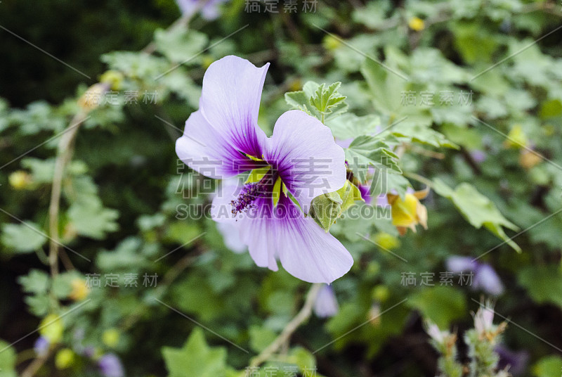 柏林植物园芙蓉锦葵科锦葵