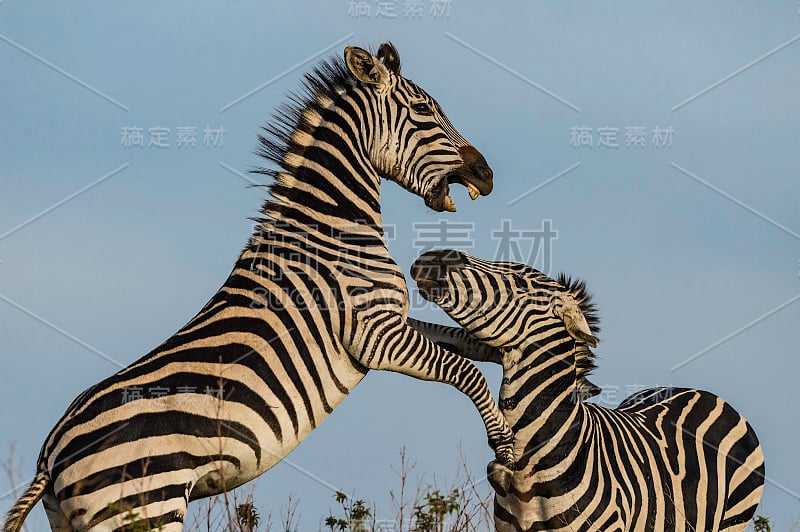 平原斑马(Equus quagga，原名Equus burchellii)，也称为普通斑马或波切尔斑