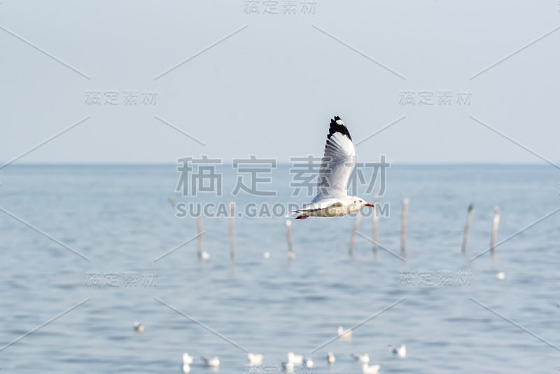 鸟(海鸥)在天空中飞翔在自然的海洋