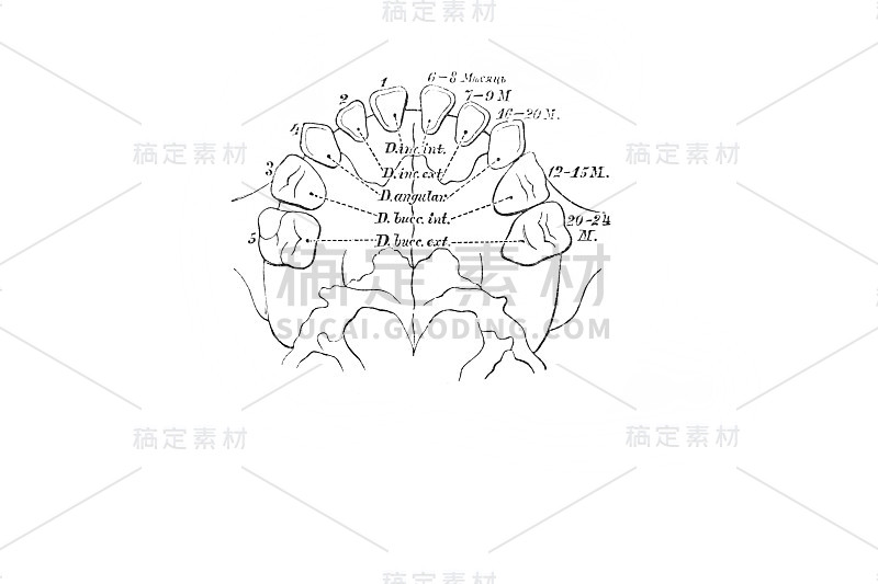 维什涅夫斯基，1890年，莫斯科，古书《人体解剖学》中关于乳牙的决定