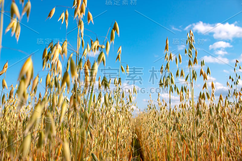 阳光明媚的夏日，一片燕麦。农业的概念。