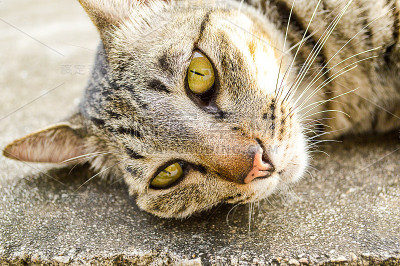 虎斑猫