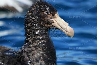 北方巨海燕——哈利巨海燕