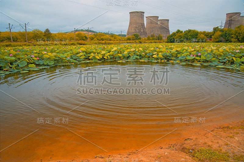 一大湖中满是荷花，后面是配送站的所在地。