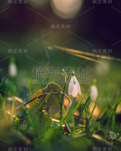 雪花莲