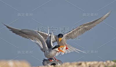 河燕鸥