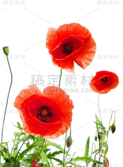 红色罂粟花