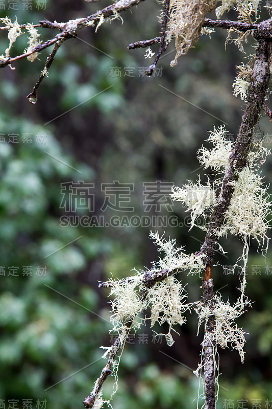 老人的胡子青苔在松树的树枝上