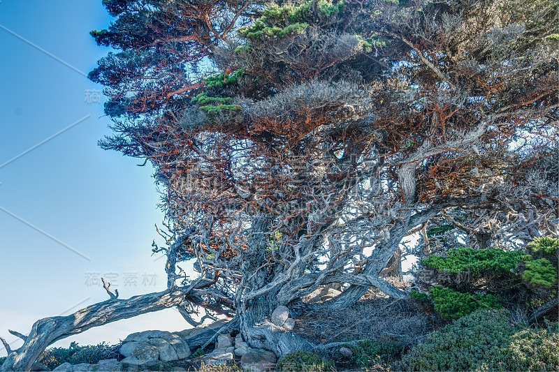 Diverse Beauty Graces the California Coast