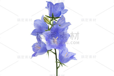 蓝铃花孤立