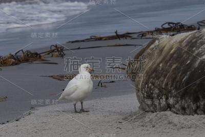 脸色苍白的海狮和海象