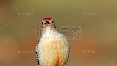 红腹啄木鸟