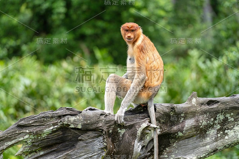 野生长鼻猴或鼻幼虫，在婆罗洲雨林，马来西亚