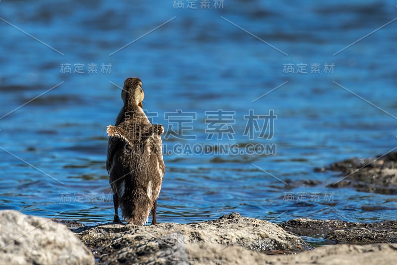 野鸭