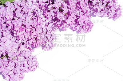 淡紫色的花