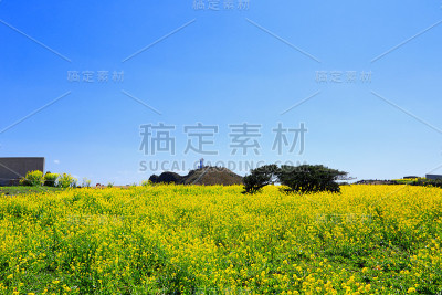 素曲，油菜花，春天，