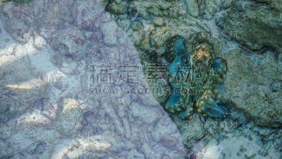 伪装章鱼在等待觅食机会。业务抽象隐藏、混合和耐心