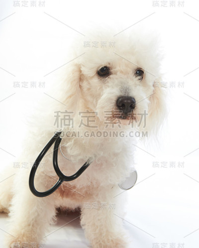 带听诊器的白狗