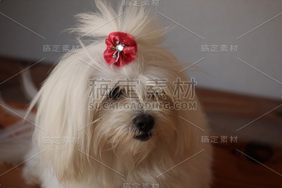 马耳他狗