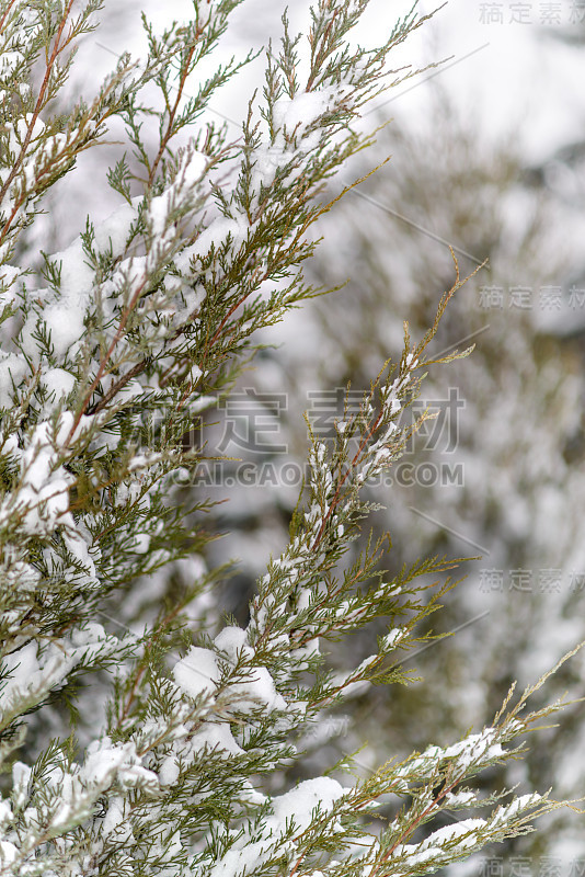 美丽的新年树，雪花覆盖