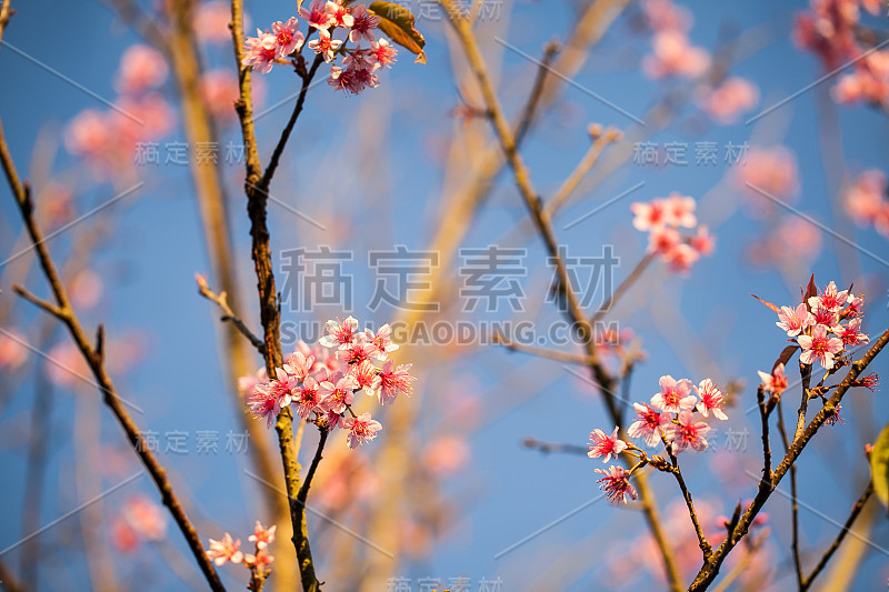 野生喜马拉雅樱花(樱)