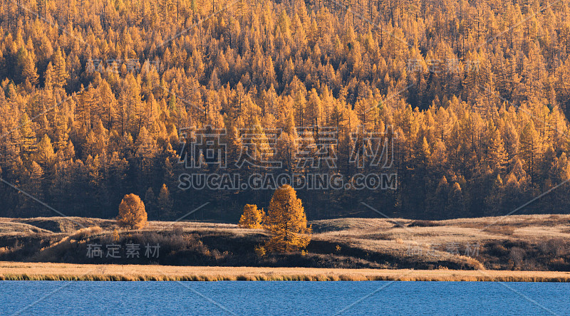 森林之墙。山湖与蓝色冷水，包围黄色落叶松。秋天的风景。阿尔泰山脉、俄罗斯