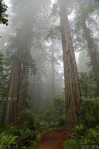 树木之间的小路是垂直的