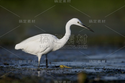 小白鹭，小白鹭